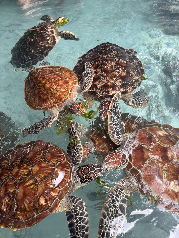Baraka Aquarium